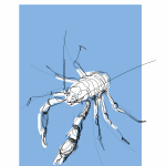 Crab Jameo Agua Lanzarote ES | digital drawing | prints available