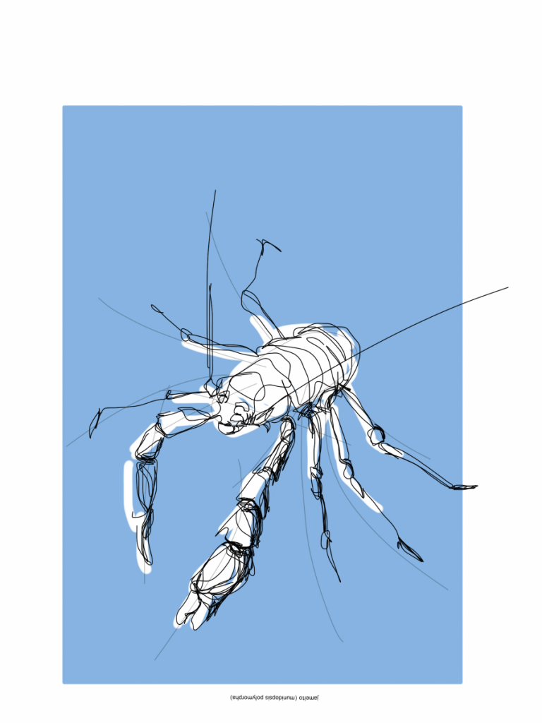 Crab Jameo Agua Lanzarote ES | digital drawing | prints available