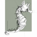 Sea horse, Caballito del mar | digital drawing | prints available