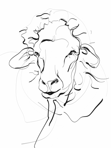 Portrait of a Sheep