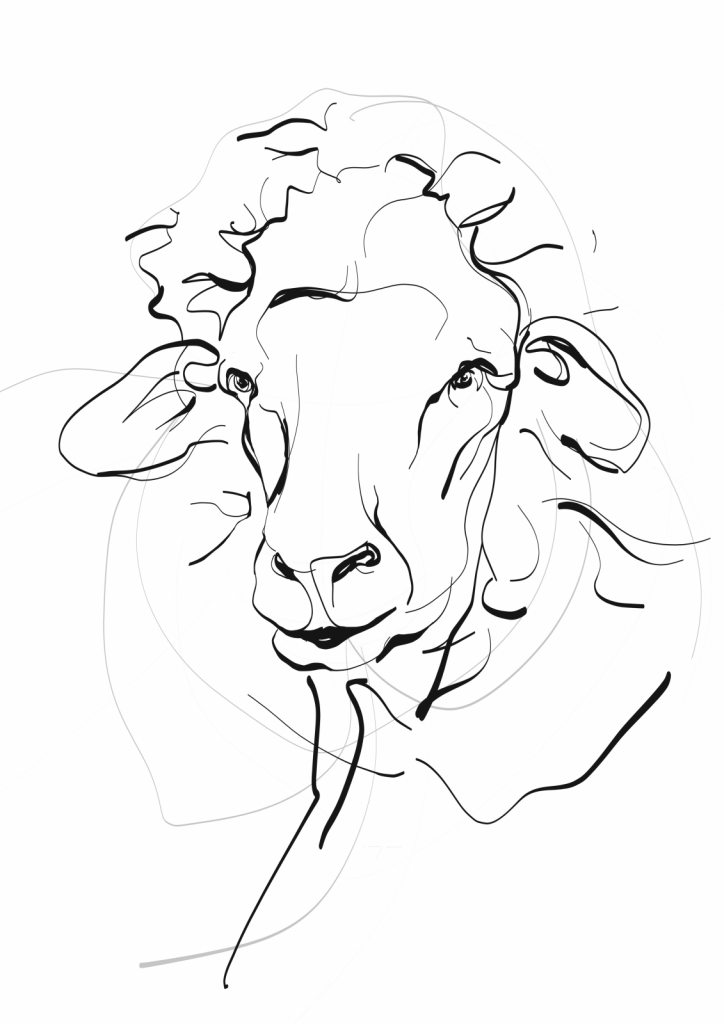 Portrait of a Sheep