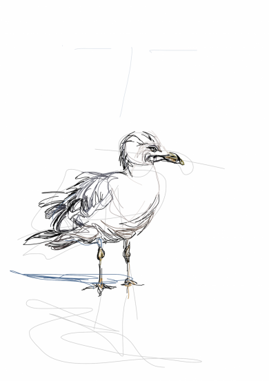 Seagull | Digital Drawing