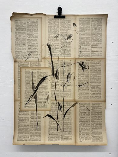 Oats | Plant on Paper in Ink (SOLD)