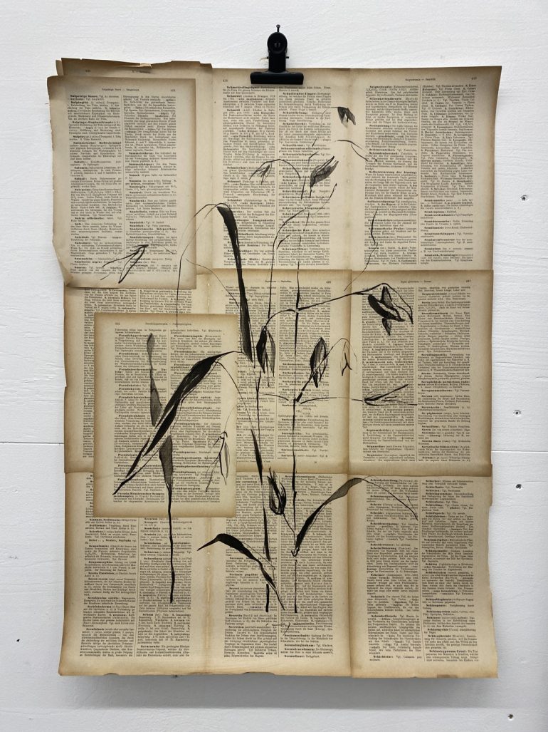 Oats | Plant on Paper in Ink (SOLD)