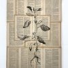 Ginseng | Plant on Paper in Ink