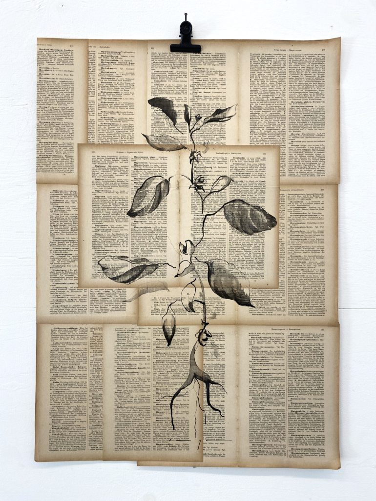 Ginseng | Plant on Paper in Ink