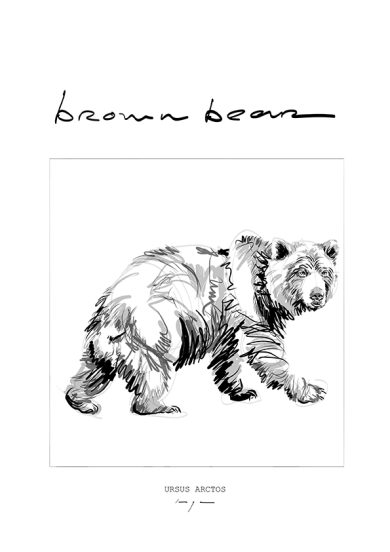 BROWN BEAR BEER ursus arctos POSTER