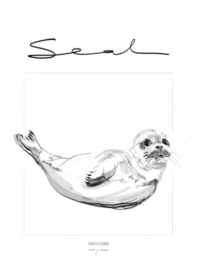Seal | Zeehond | Phocidae | Digital Drawing | Poster | Art Print