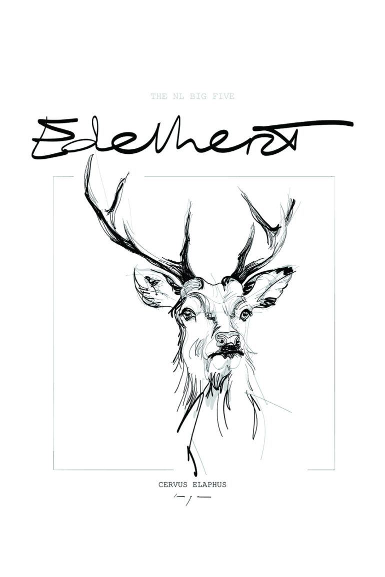 RED DEER EDELHERT cervus elaphus POSTER