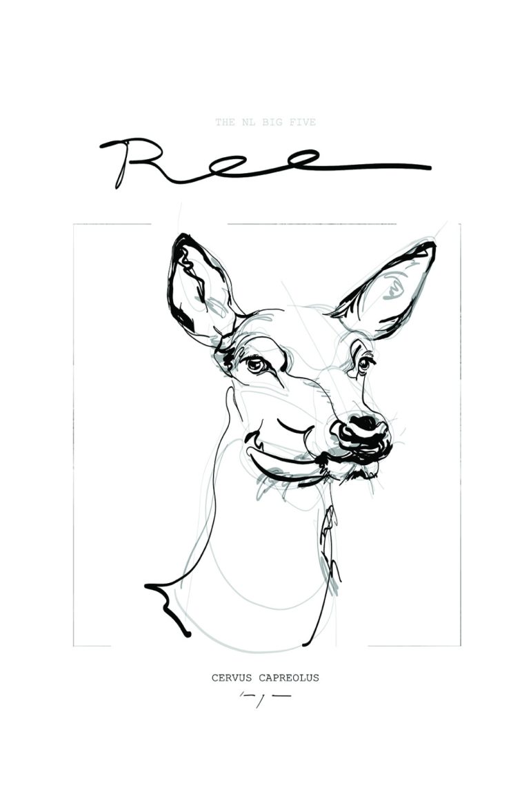 ROE DEER REE cervus capreolus POSTER