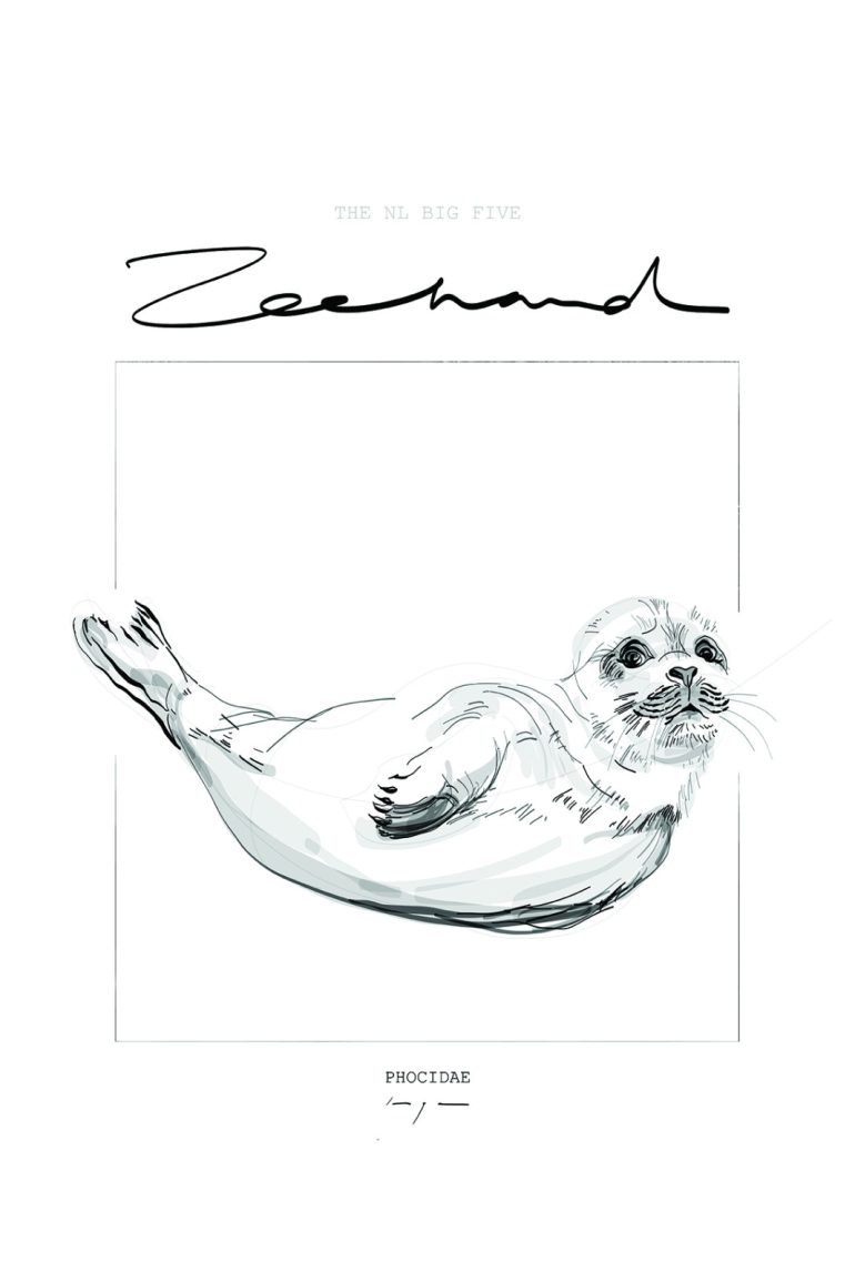 SEAL ZEEHOND phocidae POSTER