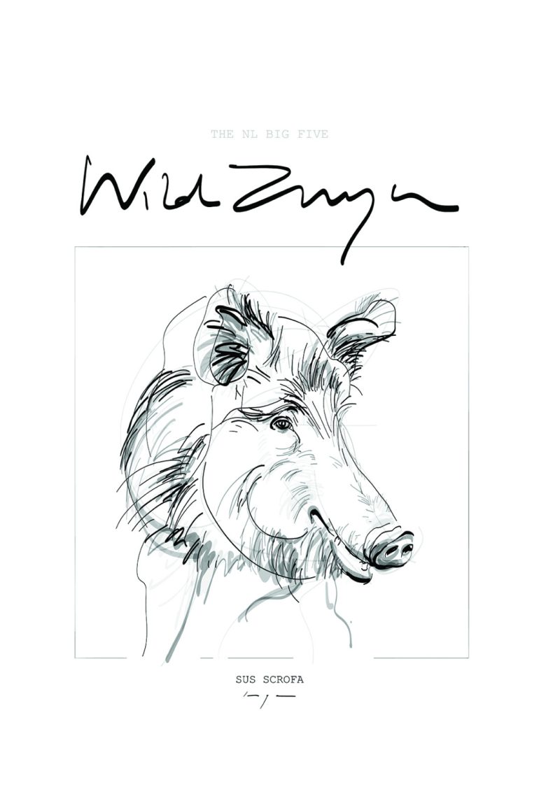 WILD BOAR ZWIJN sus scrofa POSTER