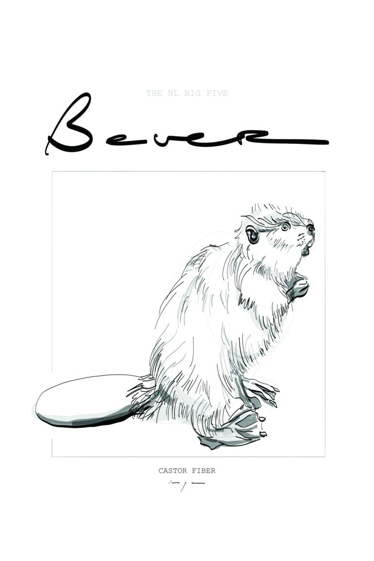 Beaver | Bever | Digital Drawing | Poster | Art Print - Image 3