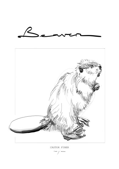 Beaver | Bever | Digital Drawing | Poster | Art Print