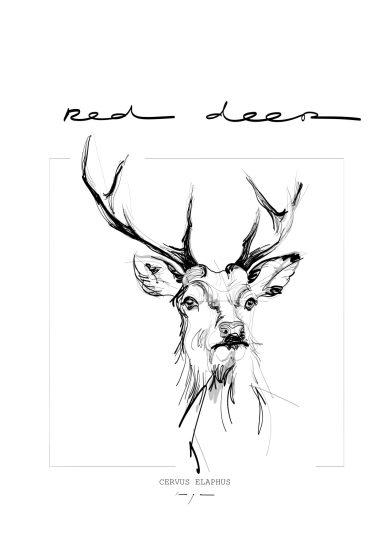 Red Deer | Edelhert | Digital Drawing | Art Print | Poster