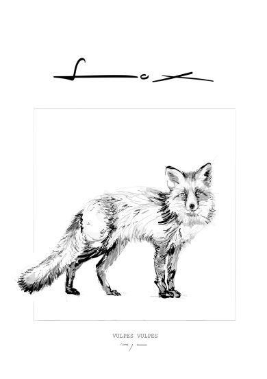 Fox | Vos | Digital Drawing | Art Print | Poster