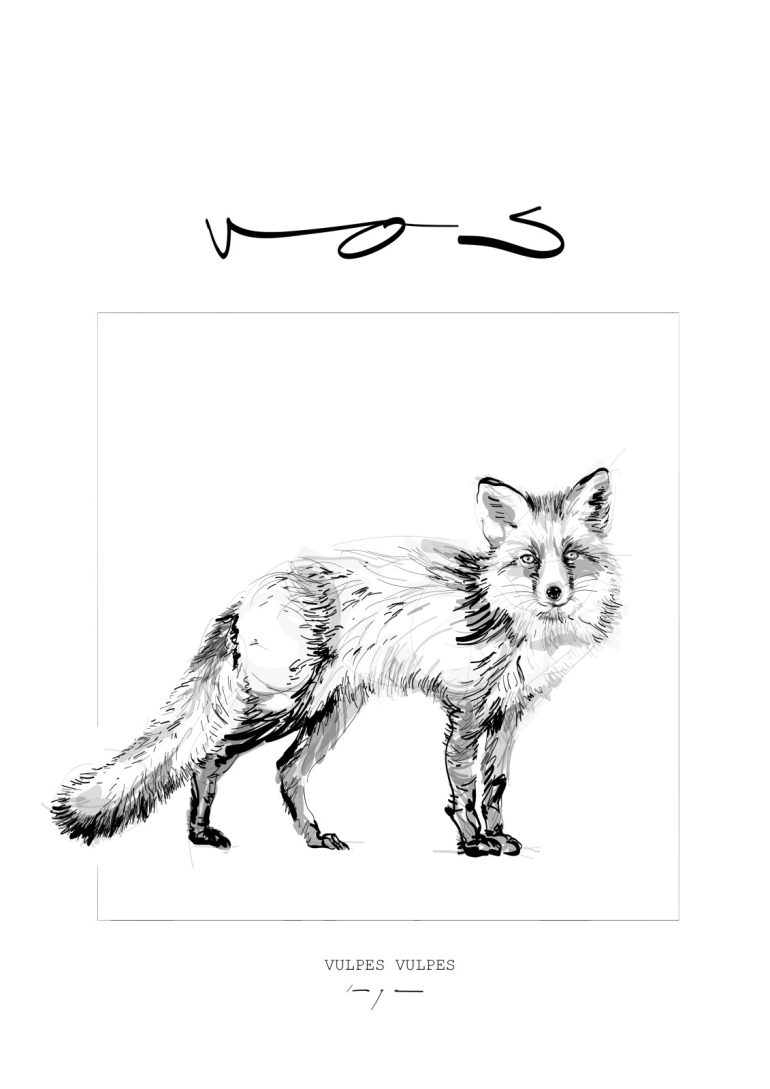 Fox | Vos | Digital Drawing | Art Print | Poster - Image 2