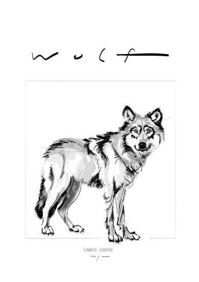 Wolf | Canis Lupus | Digital Drawing | Art Print | Poster