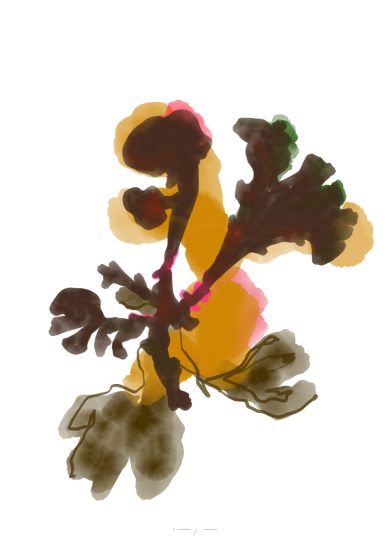 Seaweed | Irish Moss | Art Print