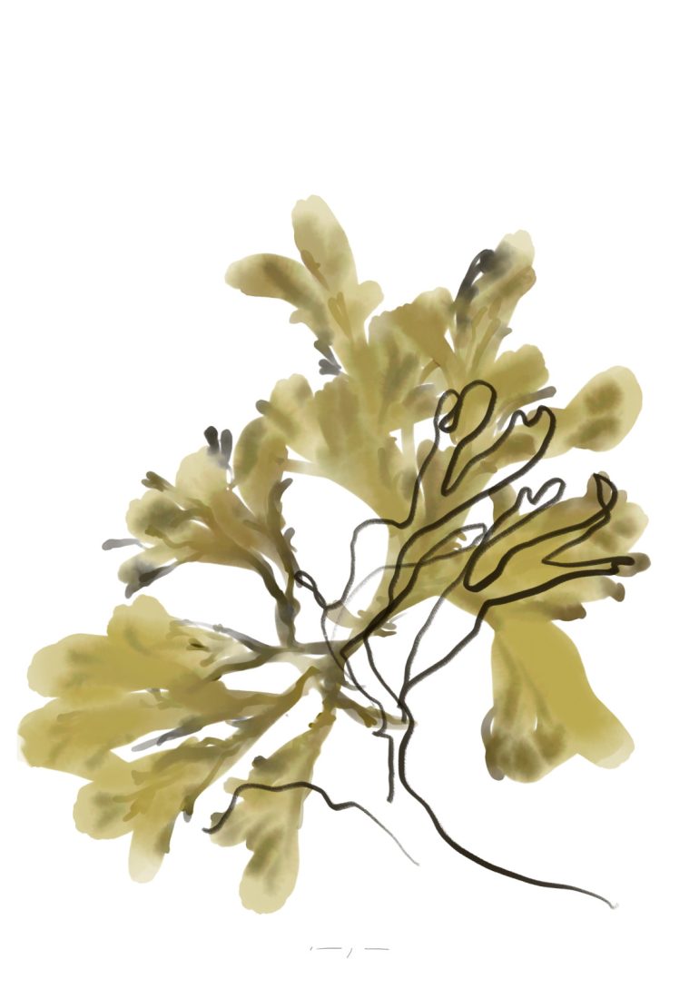 Seaweed | Art Print