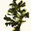 Seaweed | Art Print on Canvas in Frame | Green Lines