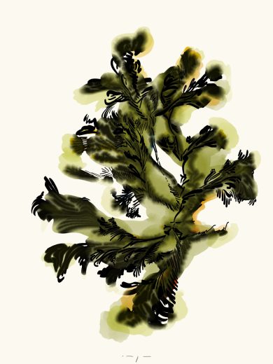 Seaweed | Art Print on Canvas in Frame | Green Lines