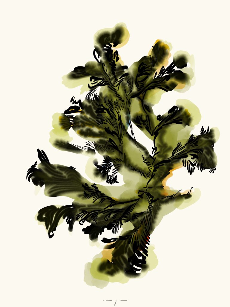 Seaweed | Art Print on Canvas in Frame | Green Lines