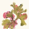 Seaweed | Art Print on Canvas in Frame | Pink Green