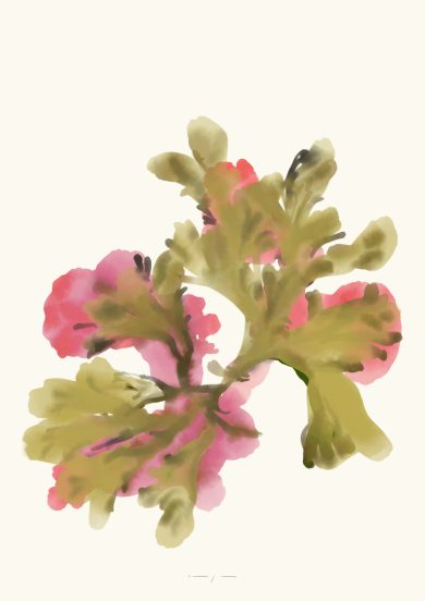 Seaweed | Art Print on Canvas in Frame | Pink Green