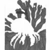Drawing of Jameos blind albino crab Jameito, from Jameos de los Aguas vulcano on Lanzarote ES