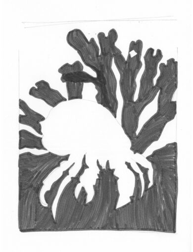 Drawing of Jameos blind albino crab Jameito, from Jameos de los Aguas vulcano on Lanzarote ES