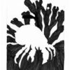 Jameo Crab and Seaweed | Drawing